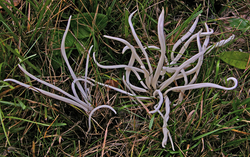 Clavaria fragilis.